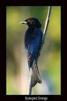 Spangled Drongo