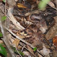 Collared Nightjar (Caprimulgus enarratus) photo