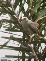 Gray Hawk - Asturina nitida