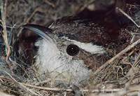 Carolina Wren (Thryothorus ludovicianus) photo