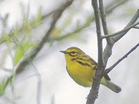 Prairie Warbler (Dendroica discolor) photo