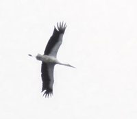 Oriental Stork (Ciconia boyciana) photo