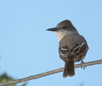 Loggerhead Kingbird (Tyrannus caudifasciatus) photo