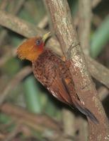 Chestnut-colored Woodpecker (Celeus castaneus) photo