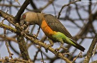 Red-bellied Parrot - Poicephalus rufiventris