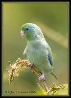 Spectacled Parrotlet - Forpus conspicillatus