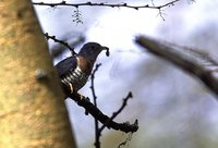 Red-chested Cuckoo - Cuculus solitarius