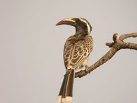 African Gray Hornbill - Tockus nasutus