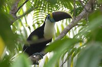 Red-billed Toucan - Ramphastos tucanus