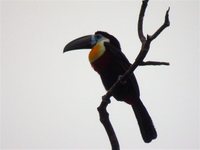 Channel-billed Toucan - Ramphastos vitellinus