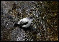 Torrent Tyrannulet - Serpophaga cinerea