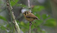 White-throated Spadebill - Platyrinchus mystaceus