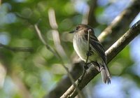 Bran-colored Flycatcher - Myiophobus fasciatus