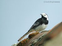 White Wagtail - Motacilla alba