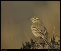 Tawny Pipit - Anthus campestris