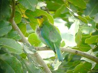 Yellow-throated Leafbird - Chloropsis palawanensis