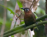 Song Wren - Cyphorhinus phaeocephalus