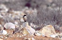 Desert Wheatear - Oenanthe deserti