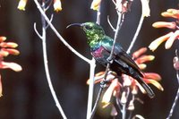Mariqua Sunbird - Cinnyris mariquensis