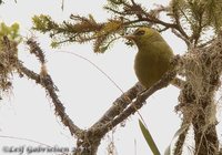 Mountain Black-eye - Chlorocharis emiliae