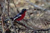 Crimson-breasted Gonolek - Laniarius atrococcineus