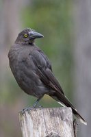 Black Currawong - Strepera fuliginosa