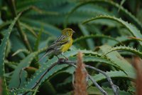 Island Canary - Serinus canaria