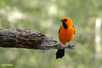 Altamira Oriole - Icterus gularis