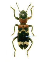 가슴빨간개미붙이 - Thanassimus substriatus substriatus