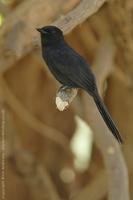 Northern Black Flycatcher, Melaenornis edolioides