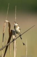 *NEW* Strange-tailed Tyrant (female)