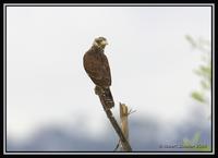 Yellow-headed Caracara 2