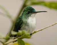 Andean emerald