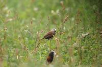 Pale-headed Mannikin