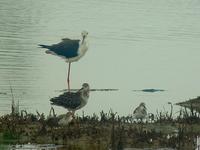 ...mantopus, Sanderling (Sandlöpare), Calidris alba & Ruff (Brushane) - Philomachus pugnax