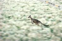 Eastern Grey Kangaroo (Macropus giganteus) photo