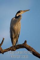 Black headed Heron sitting on a branch stock photo