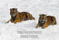 Young Siberian Tigers ( Panthera tigris altaica ) in snow stock photo