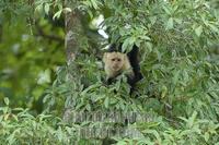 White faced Capuchin Monkey ( Cebus capucinus ) stock photo