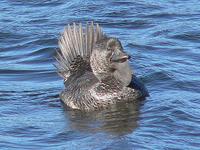 Musk Duck male