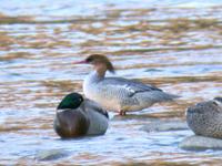 호사비오리 Mergus squamatus | Chinese merganser