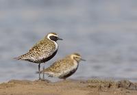 Pacific golden plover C20D 02343.jpg