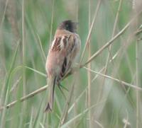 Japanese Reed Bunting Emberiza yessoensis