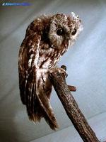 올빼미 Strix aluco Korean Wood Owl