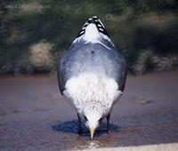 갈매기 (Common Gull) Larus canus