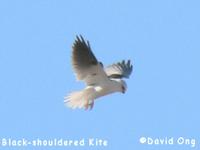 Black-shouldered Kite