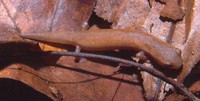 : Bolitoglossa occidentalis