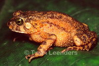 : Bufo latifrons
