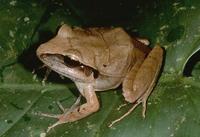 : Craugastor laticeps; Broad-headed Rainfrog