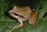 : Craugastor laticeps; Broad-headed Rainfrog
